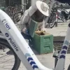 bijen imker Vijfhoek politie Rivierenland