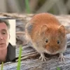 Hantavirus bij woelmuizen in Gierle en Turnhout