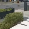 Wolf gespot in Meersel-Dreef