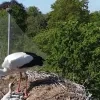 Jonge ooievaarskuikens in Planckendael
