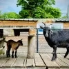 Kinderboerderij Tivoli