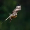 Buizerd 