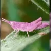 roze sprinkhaan tuin Mechelen