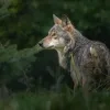 welkom wolf dode schapen