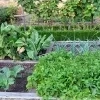 Moestuin