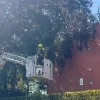 boom op appartement Meerhout