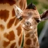 zoo planckendael 