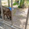 meldpunt dierenwelzijn Politie Regio Turnhout