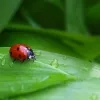 lieveheersbeestje algemeen insect