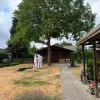 Aziatische hoornaar verdelging Westerlo nest