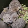 egeltjes VOC Neteland