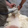 verwaarloosde schapen Olen