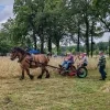 Korenpikken Merksplas