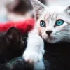 katten