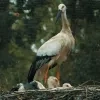 zwartsnavelooievaar zoo planckendael 