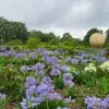 Bloemenpracht Merksplas