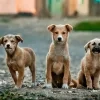 hond algemeen