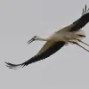 Ooievaar