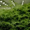 Cannabisplantage