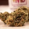 hasj cannabis drugs