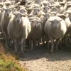 schapen vzw kemp dieren