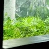 Cannabisplantage ontmanteld in Herentals