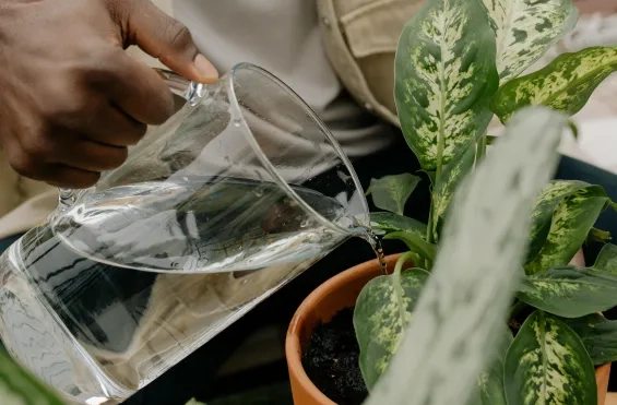 Kamerplant water geven