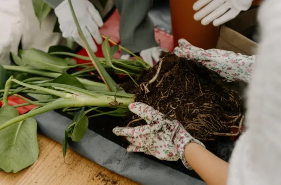 Plant verpotten
