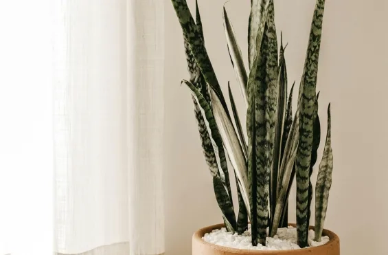 Grote Sansevieria